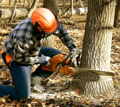 Tree Removal in Reyno, AR